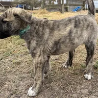 Apollo, a male Anatolian Shepherd Dog for sale in Robstown, TX – Photo 6 of 10