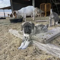 Helena, a female Anatolian Shepherd Dog for sale in Robstown, TX – Photo 10 of 10