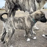 Apollo, a male Anatolian Shepherd Dog for sale in Robstown, TX – Photo 1 of 10