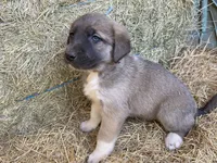 processed/71db262a-c543-45fa-bcfc-563c804dee44/listing/33833ff2-a538-4315-aa91-184dfa7f3950/07941816-d06a-4833-b2c0-7b8fb3eaed32