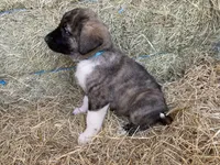 Maximus, a male Anatolian Shepherd Dog for sale in Robstown, TX – Photo 9 of 10