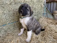 Maximus, a male Anatolian Shepherd Dog for sale in Robstown, TX – Photo 10 of 10