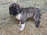Maximus, a male Anatolian Shepherd Dog for sale in Robstown, TX – Photo 1 of 10
