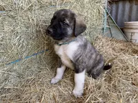 Maximus, a male Anatolian Shepherd Dog for sale in Robstown, TX – Photo 3 of 10