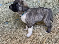 Maximus, a male Anatolian Shepherd Dog for sale in Robstown, TX – Photo 7 of 10