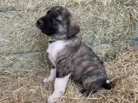 Maximus, a male Anatolian Shepherd Dog for sale in Robstown, TX – Photo 2 of 10