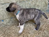 Maximus, a male Anatolian Shepherd Dog for sale in Robstown, TX – Photo 6 of 10