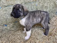 Maximus, a male Anatolian Shepherd Dog for sale in Robstown, TX – Photo 5 of 10