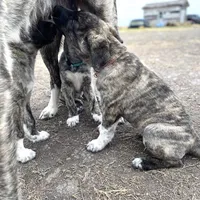 Helena, a female Anatolian Shepherd Dog for sale in Robstown, TX – Photo 7 of 10