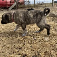 Helena, a female Anatolian Shepherd Dog for sale in Robstown, TX – Photo 9 of 10