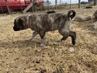 processed/71db262a-c543-45fa-bcfc-563c804dee44/listing/8d740695-b6df-48c3-9a69-d20bbd348f73/37d6e08c-14d9-48d2-bbce-478abcbbf553