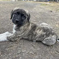 Helena, a female Anatolian Shepherd Dog for sale in Robstown, TX – Photo 4 of 10