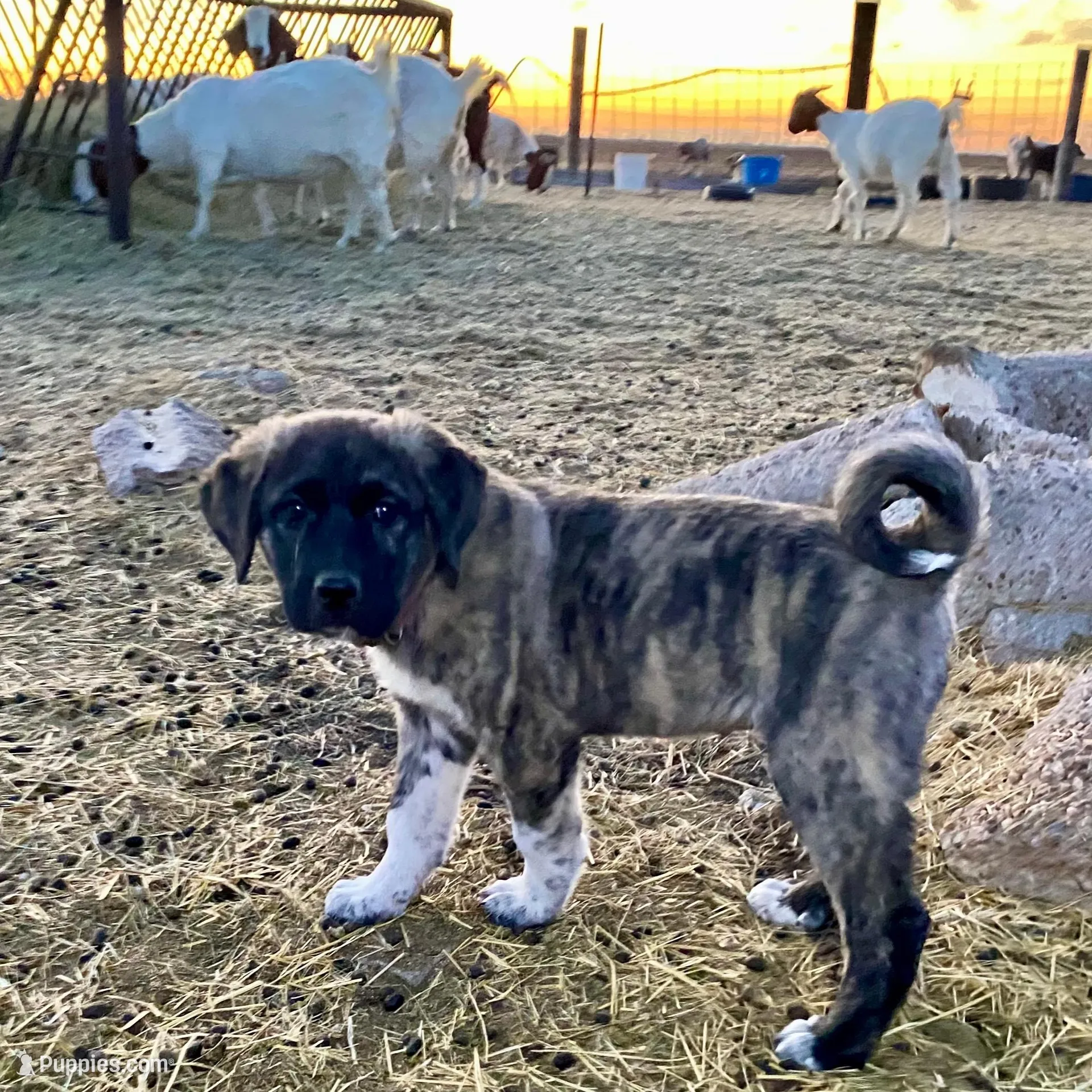 Helena, a female Anatolian Shepherd Dog for sale in Robstown, TX – Photo 3 of 10