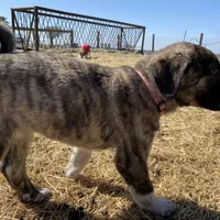 Helena, a female Anatolian Shepherd Dog for sale in Robstown, TX – Photo 8 of 10