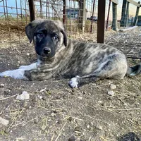 Helena, a female Anatolian Shepherd Dog for sale in Robstown, TX – Photo 6 of 10