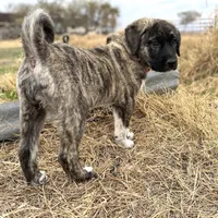 Helena, a female Anatolian Shepherd Dog for sale in Robstown, TX – Photo 2 of 10