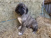 Titus, a male Anatolian Shepherd Dog for sale in Robstown, TX – Photo 9 of 10