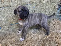 Titus, a male Anatolian Shepherd Dog for sale in Robstown, TX – Photo 7 of 10