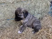 Titus, a male Anatolian Shepherd Dog for sale in Robstown, TX – Photo 10 of 10
