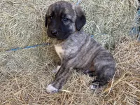 Titus, a male Anatolian Shepherd Dog for sale in Robstown, TX – Photo 8 of 10