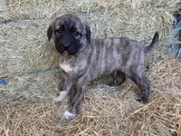 Titus, a male Anatolian Shepherd Dog for sale in Robstown, TX – Photo 3 of 10