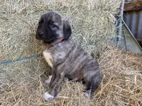 Titus, a male Anatolian Shepherd Dog for sale in Robstown, TX – Photo 4 of 10