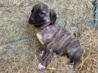 Titus, a male Anatolian Shepherd Dog for sale in Robstown, TX – Photo 6 of 10