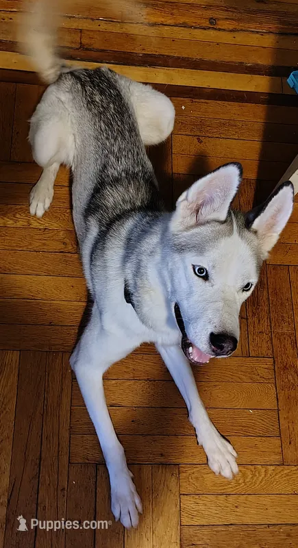 Kenzy – Siberian Husky puppy for sale in New York, NY