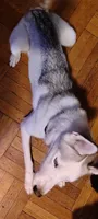 Kenzy, a female Siberian Husky for sale in New York, NY – 2 of 2