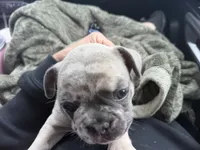 Suzy Q, a female French Bulldog for sale in Elk River, MN – 7 of 8