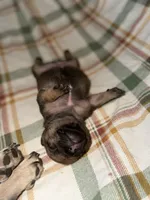 Daisy, a female French Bulldog for sale in Elk River, MN – 2 of 7