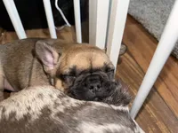 Daisy, a female French Bulldog for sale in Elk River, MN – 5 of 7