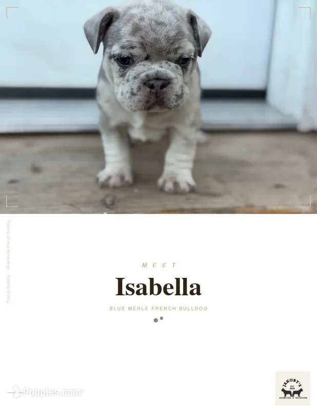 Isabella  – French Bulldog puppy for sale in Elk River, MN