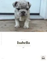 Isabella , a female French Bulldog for sale in Elk River, MN – 1 of 7