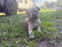 Suzy Q, a female French Bulldog for sale in Elk River, MN – 2 of 9