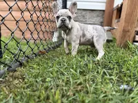 Isabella, a female French Bulldog for sale in Elk River, MN – 3 of 4