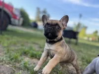 Daisy, a female French Bulldog for sale in Elk River, MN – 7 of 10