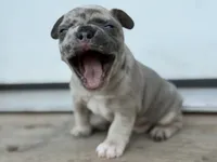Suzy Q, a female French Bulldog for sale in Elk River, MN – 3 of 8