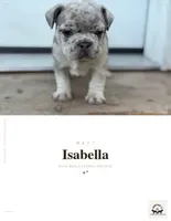 Isabella, a female French Bulldog for sale in Elk River, MN – 4 of 4
