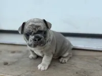 Suzy Q, a female French Bulldog for sale in Elk River, MN – 5 of 8