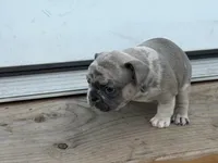 Suzy Q, a female French Bulldog for sale in Elk River, MN – 2 of 8