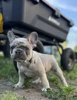 Suzy Q, a female French Bulldog for sale in Elk River, MN – 8 of 9