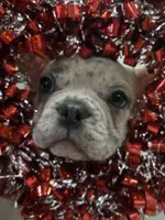 Jewels, a female French Bulldog for sale in Elk River, MN – Photo 2 of 9