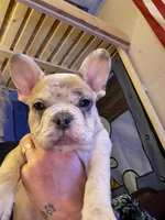 Jewels, a female French Bulldog for sale in Elk River, MN – Photo 7 of 9