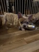 Jewels, a female French Bulldog for sale in Elk River, MN – Photo 8 of 9