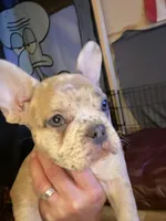 Jewels, a female French Bulldog for sale in Elk River, MN – Photo 6 of 9