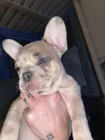 Jewels, a female French Bulldog for sale in Elk River, MN – Photo 4 of 9