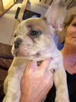 Jewels, a female French Bulldog for sale in Elk River, MN – Photo 5 of 9