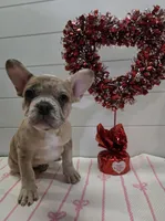 Jewels, a female French Bulldog for sale in Elk River, MN – Photo 1 of 9