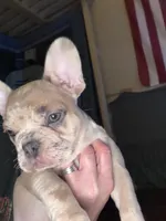 Jewels, a female French Bulldog for sale in Elk River, MN – Photo 3 of 9